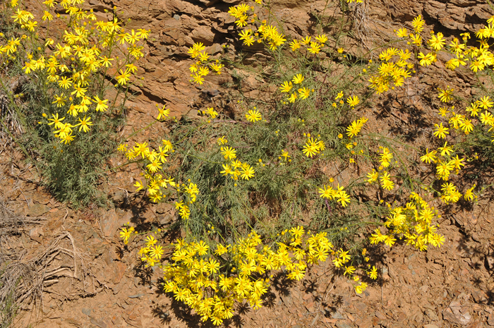 Threadleaf Ragwort is a native perennial sub-shrub found in the southwestern United States. Its preferred habitats include both upper and lower deserts, pinyon-juniper and chaparral communities often in dry washes, sandy or rocky soils and disturbed areas. Senecio flaccidus var. flaccidus